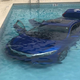 Illustration for article titled Honda Civic Takes Passengers For Afternoon Swim In Florida
